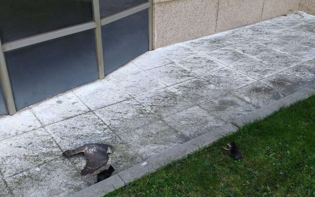 SEO/BirdLife sensibilizará sobre la mortalidad de aves por colisión con cristales